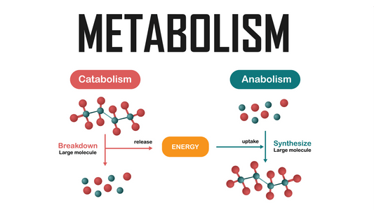 Diagram illustrating catabolism breaking down molecules and anabolism building molecules, emphasizing energy flow.